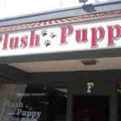 Plush Puppy Dog Grooming