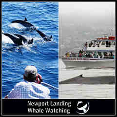 Newport Landing Sportfishing