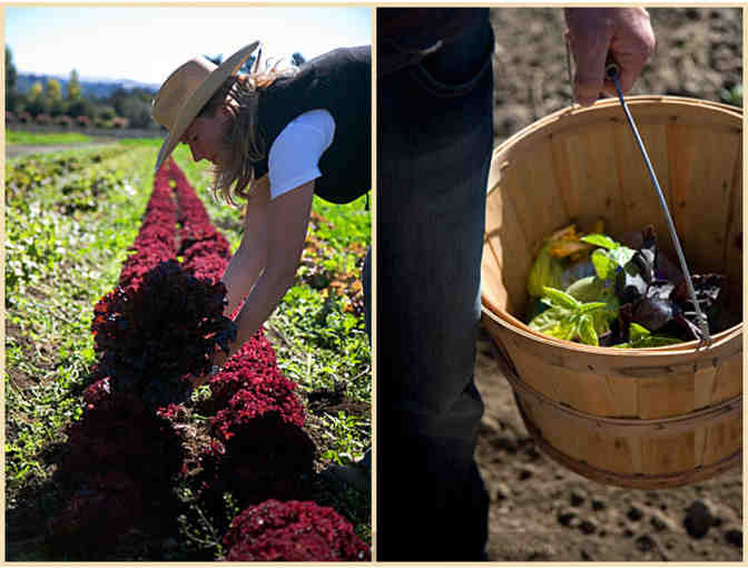 Delicious All-Organic Lunch for Six with Private Tour at Earthbound Farms