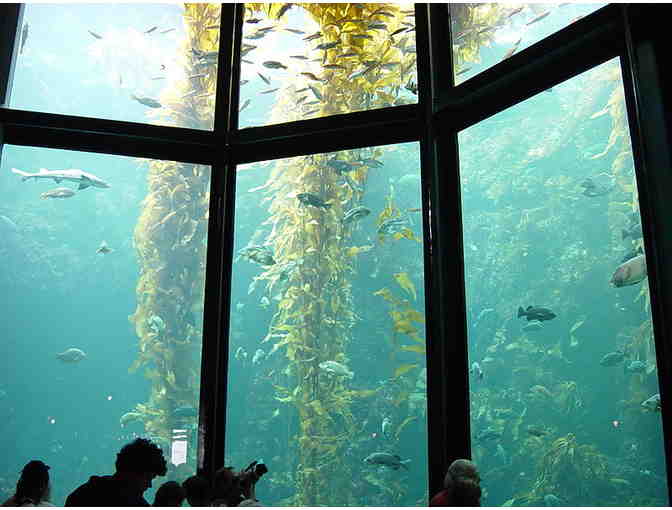 Four Passes to the Monterey Bay Aquarium including a Behind-the-Scenes Tour