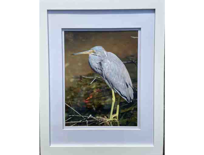 Two Framed Photographs of Egrets