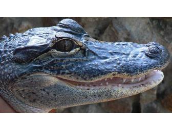 Swamp People Autographed Memorabilia and an Alligator Head