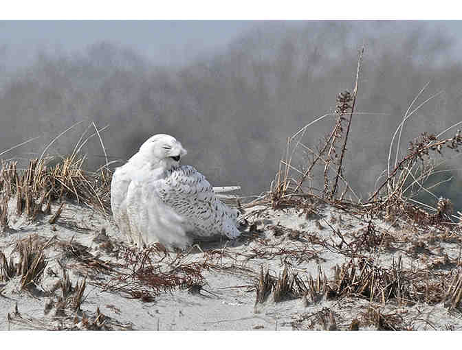 Snowy Owl Framed Photograph