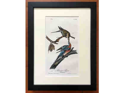 Audubon Print "Passenger Pigeon" and Audubon Birds of America 1840 1st ed book