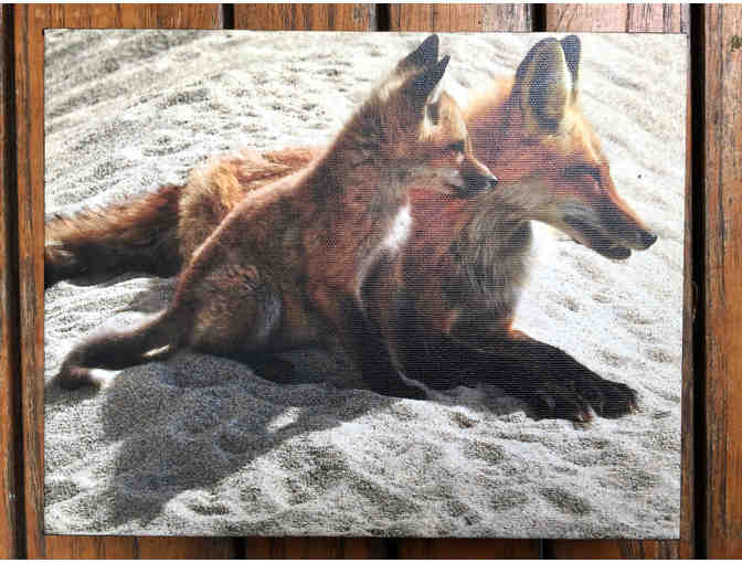 Red fox and kit by Barbara Shea Tracy