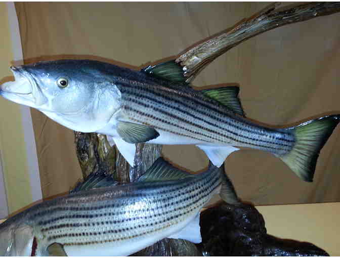 Large Gallery Piece of Two Striped Bass Mounted on Stunning Drift Wood, by Janet Messineo