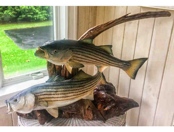 Large Gallery Piece of Two Striped Bass Mounted on Stunning Drift Wood, by Janet Messineo