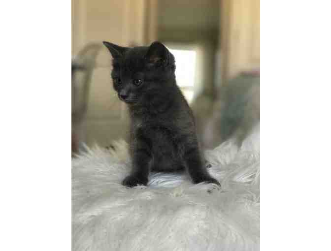 Name for Gray Kitten (male) - Photo 3