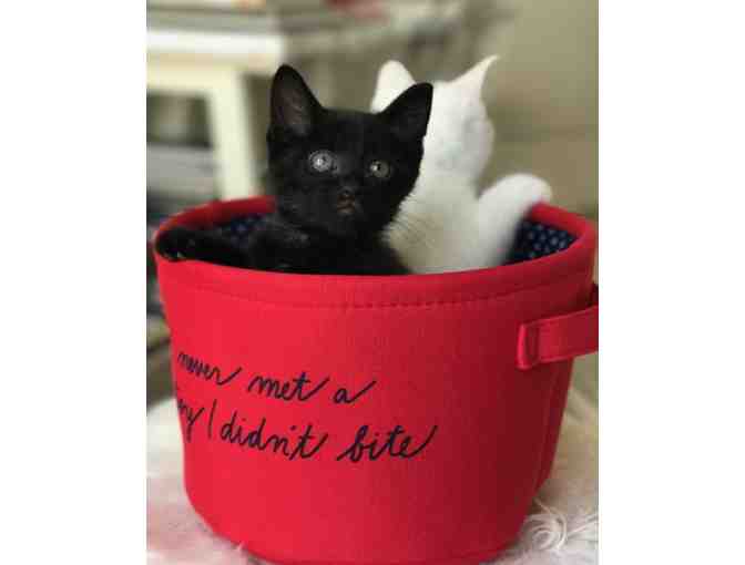 Name for Black Kitten (male) - Photo 4