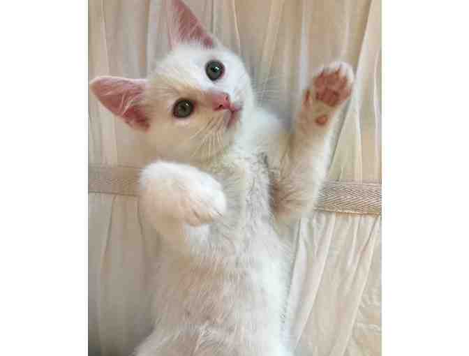 Name for White Kitten (male) - Photo 1