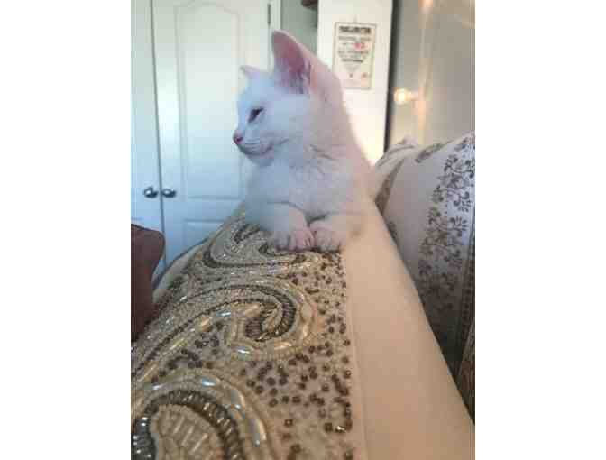 Name for White Kitten (male) - Photo 5
