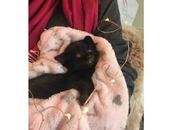 Name for Black Kitten (male) - Photo 2