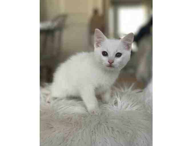 Name for White Kitten (male) - Photo 2