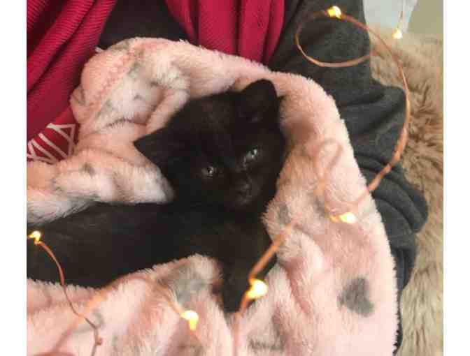 Name for Black Kitten (male) - Photo 1
