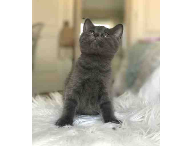 Name for Gray Kitten (male) - Photo 1