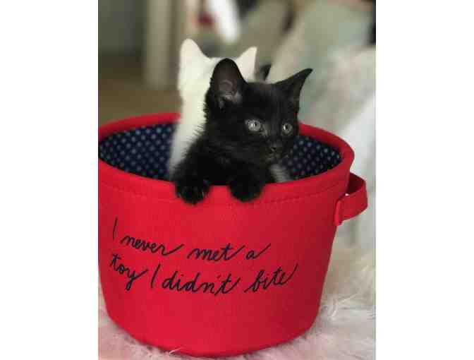 Name for Black Kitten (male) - Photo 3