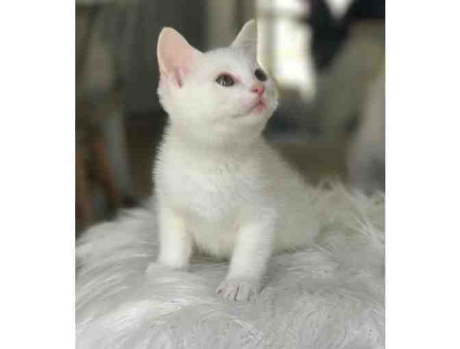 Name for White Kitten (male) - Photo 3