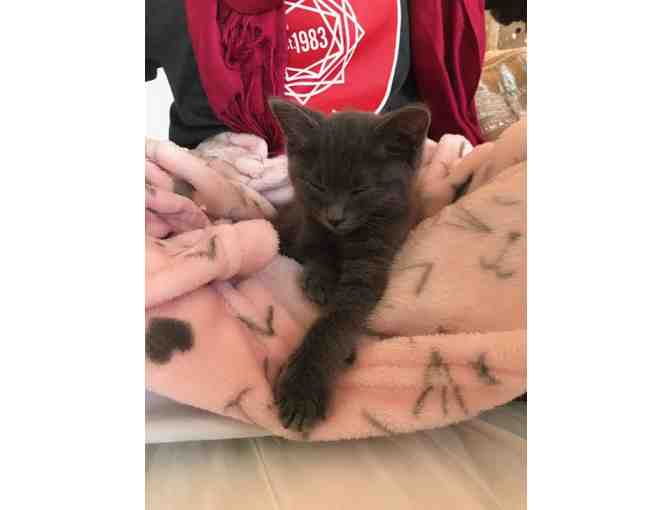 Name for Gray Kitten (male) - Photo 2