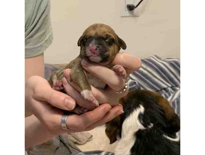 Sponsor A Newborn Puppy - Thunderbird - Photo 2