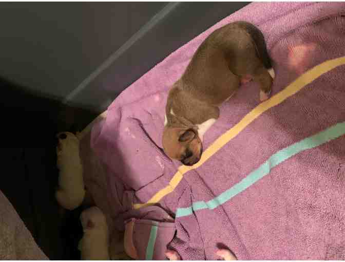 Sponsor A Newborn Puppy - Thunderbird - Photo 3