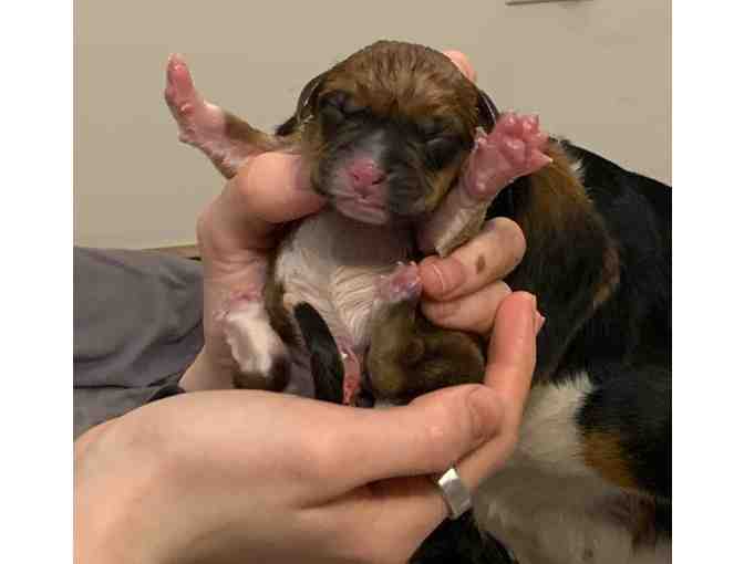 Sponsor A Newborn Puppy - Thunderbird - Photo 4