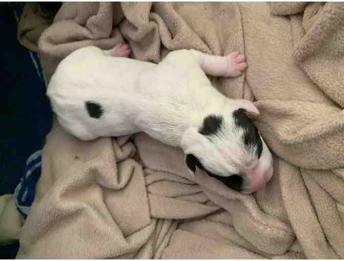 Sponsor A Newborn Puppy - Nessie - Photo 3