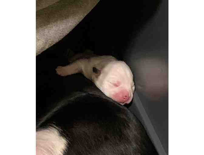 Sponsor A Newborn Puppy - Banshee