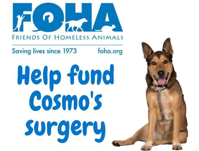 Fund a Need - Help fund Cosmo's ACL surgery and rehabilitation
