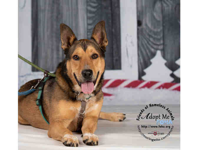 Fund a Need - Help fund Cosmo's ACL surgery and rehabilitation