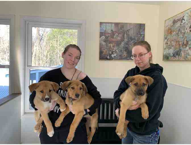 Fund a Need - Help fund puppy medical costs