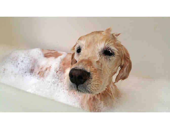 Spoil Your Pet with Pet Lodge & Day Spa