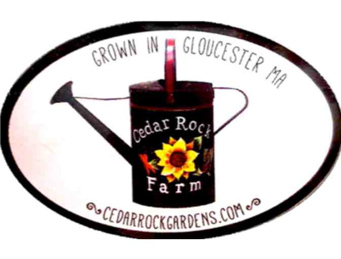 Garden Starter Kit - Vegetables