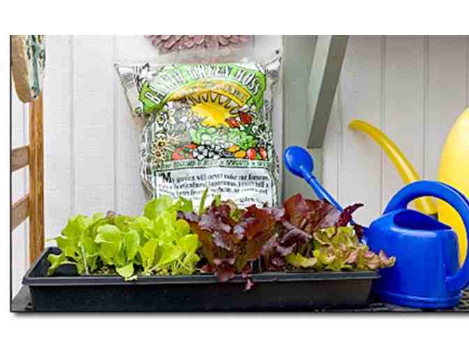 Garden Starter Kit - Vegetables