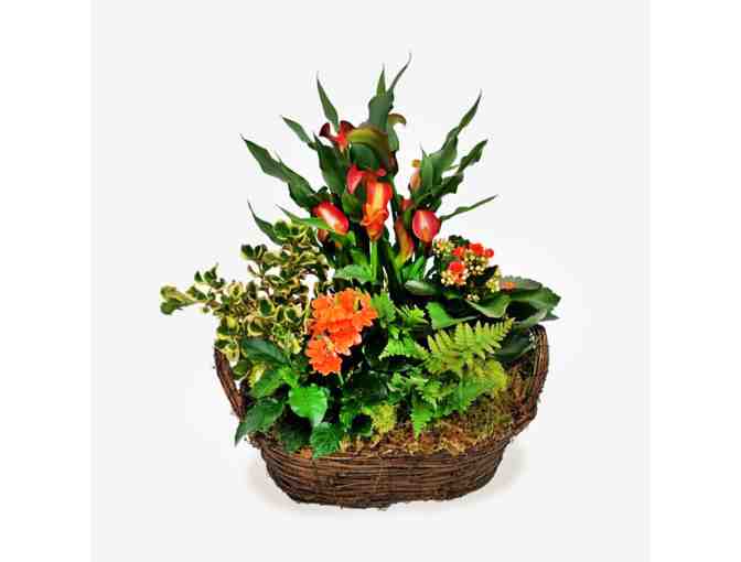 Cactus and Tropicals $100 Gift Card