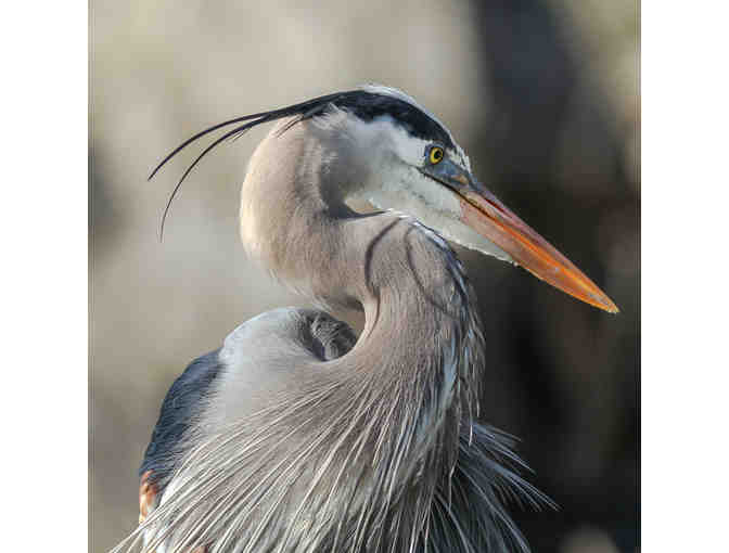 Experience Bird Watching on Antelope Island - April 5, 2022