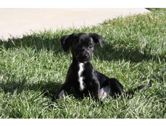 A CUTE PUPPY NAMED 'REBEL'