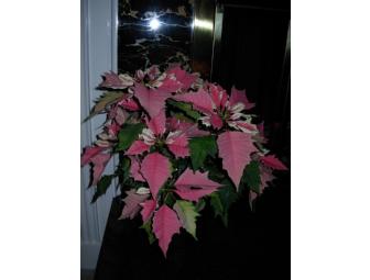 Christmas Poinsettias- Three 6' Plants