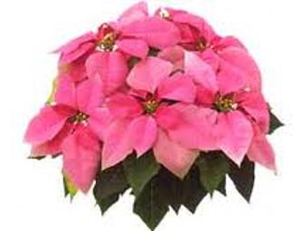 Christmas Poinsettias- Three 6' Plants