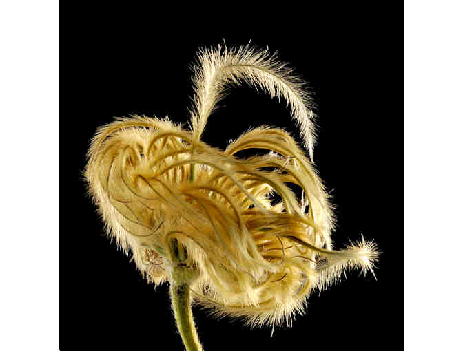 *Your Choice* Ray Meuse Award Winning Framed Photograph