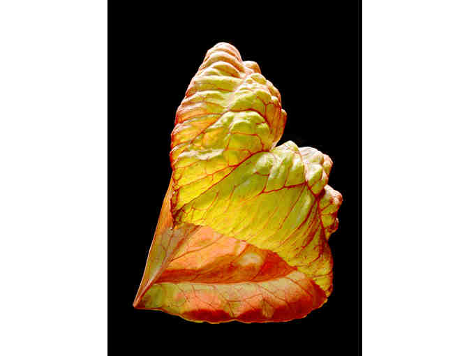 *Your Choice* Ray Meuse Award Winning Framed Photograph