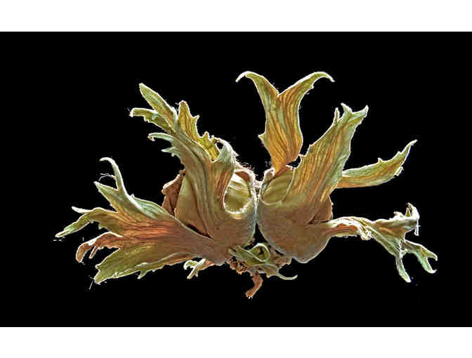 *Your Choice* Ray Meuse Award Winning Framed Photograph