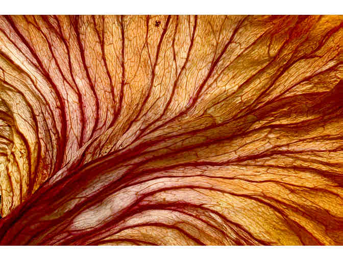 *Your Choice* Ray Meuse Award Winning Framed Photograph