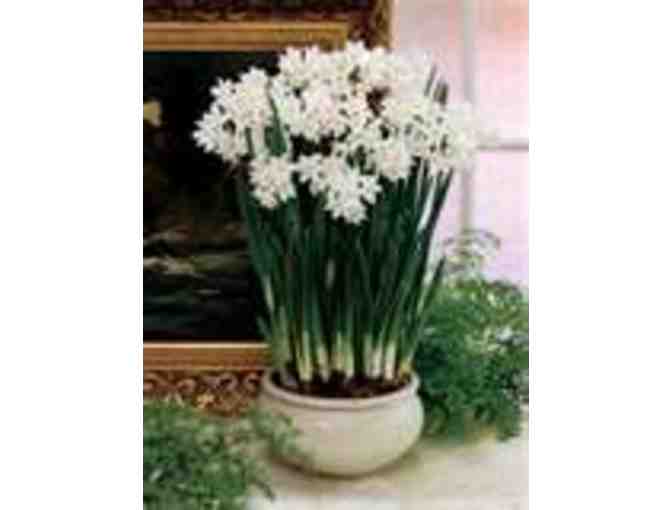 (2nd) Paperwhite Narcissus Pot - Photo 1