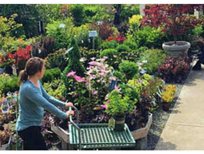 Gift Cards $130 -Magnolia's Bookstore, Petit Pierre Bakery and Magnolia Garden Center