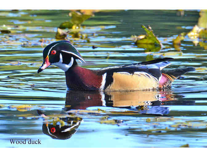 *Your Choice* Ray Meuse Award Winning Photograph