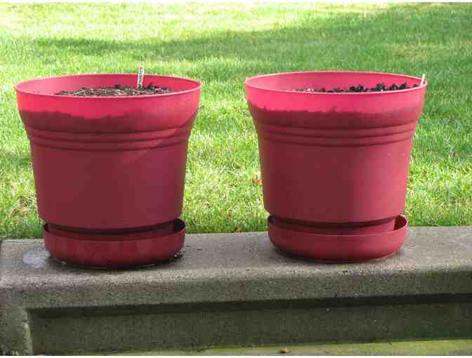 Two Pots full of 'Golden Parade' Tulips