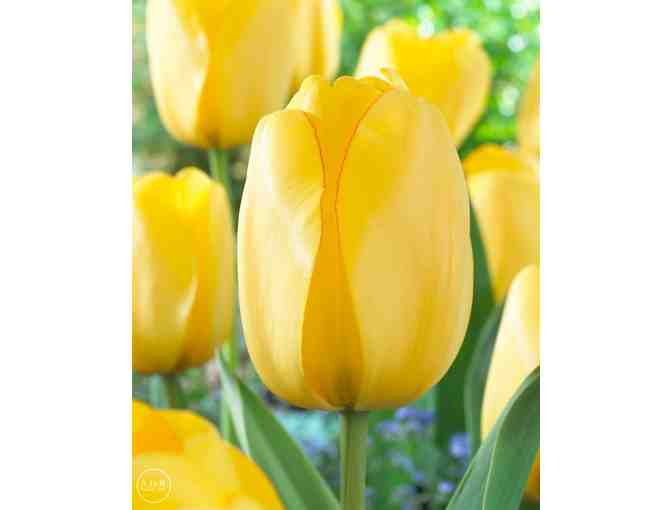 Two Pots full of 'Golden Parade' Tulips