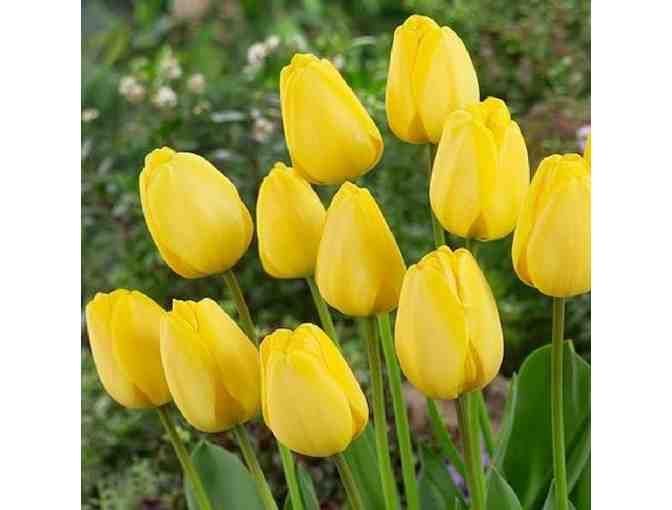 Two Pots full of 'Golden Parade' Tulips