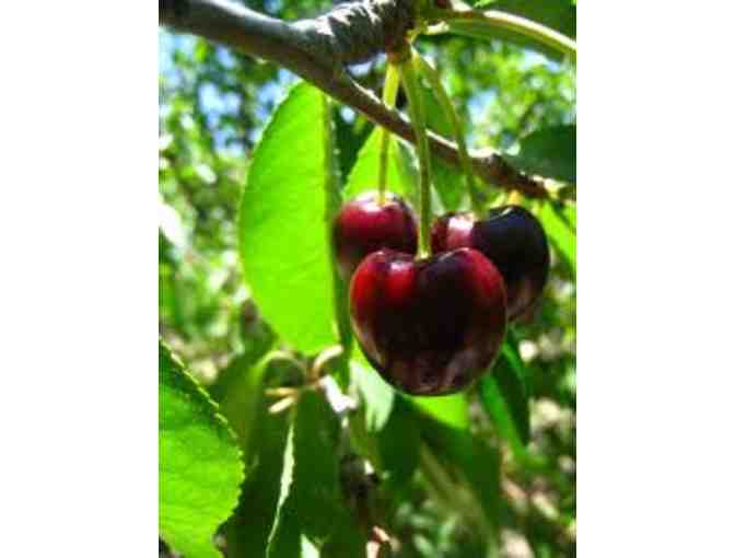 Fresh Wenatchee Cherries - 10 pounds
