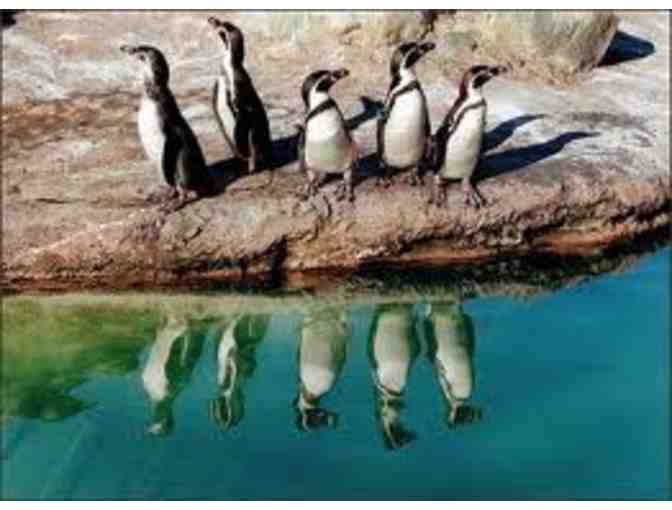 Family Fun Pack - Woodland Park Zoo